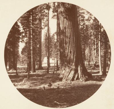 O Mammoth Grove Hotel do Grove - Calaveras, ca. 1878. de Carleton Emmons Watkins