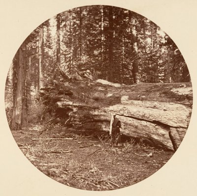 A Cabana dos Mineiros - Calaveras Grove, ca. 1878. de Carleton Emmons Watkins