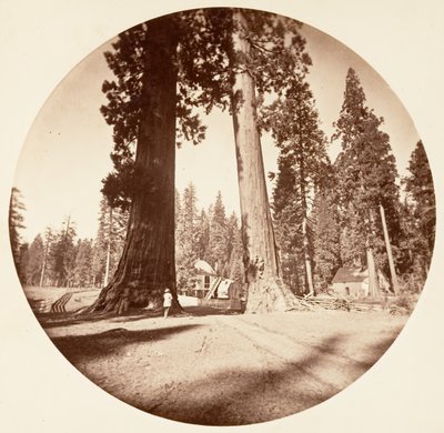 Floresta. de Carleton Emmons Watkins