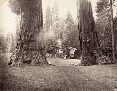 Os Sentinelas, 315 pés, Yosemite, ca. 1872, impresso ca. 1876. de Carleton Emmons Watkins
