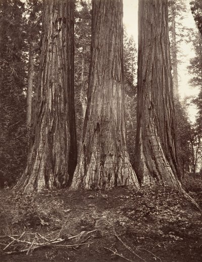 Floresta. de Carleton Emmons Watkins