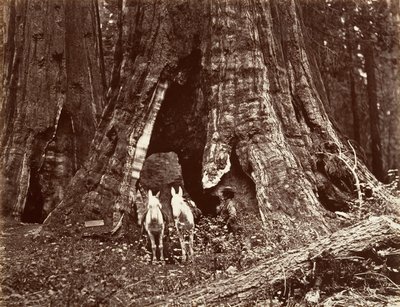 O Tripé, 94 pés de circunferência, 1865-66, impresso ca. 1876. de Carleton Emmons Watkins