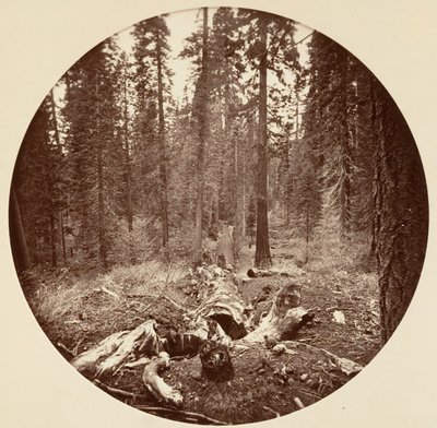 Floresta. de Carleton Emmons Watkins