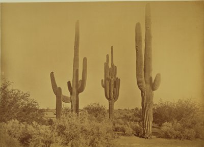 [Cato, Arizona - Cereus Giganteus] de Carleton Watkins