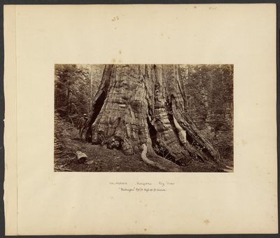 [Califórnia - Mariposa Big Trees, "Washington" 270 ft. High, 92 ft. Circum.] de Carleton Watkins