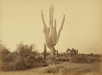  de Carleton Watkins