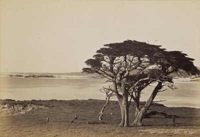  de Carleton Watkins