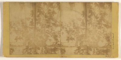 [Videiras] de Carleton Watkins