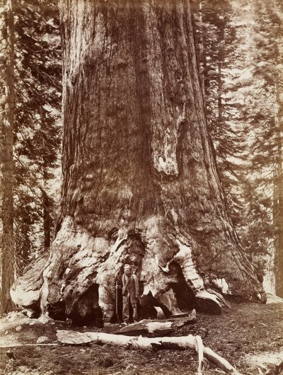 Grizzly Giant Diameter 33 Ft. Mariposa Grove de Carleton Watkins