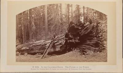 No bosque de Calaveras. O Pai da Floresta de Carleton Watkins