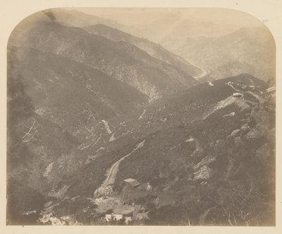 [Josephine e Pine Tree] de Carleton Watkins