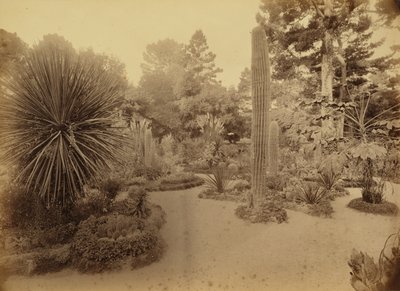 [Monterey, Califórnia. Arizona Garden, Hotel Del Monte]. de Carleton Watkins