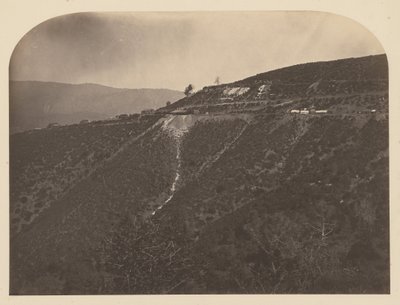 Pine Tree Mine de Carleton Watkins