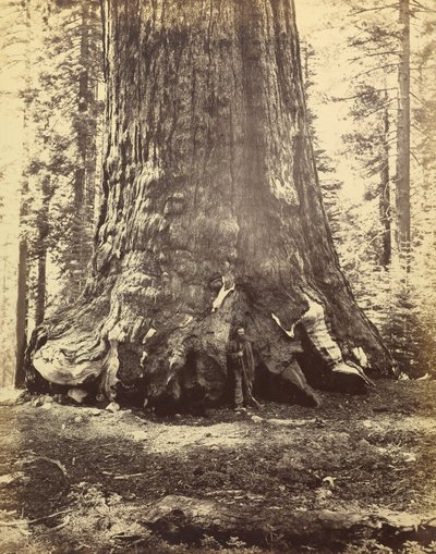 [Secção do Gigante Grizzly] de Carleton Watkins