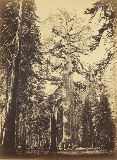  de Carleton Watkins