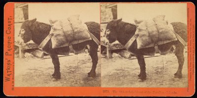 O morador mais velho das Ilhas Farallone de Carleton Watkins