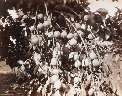 Sem título [fruto numa árvore] de Carleton Watkins