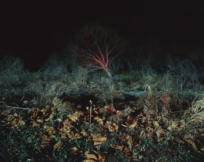 Pintura no escuro, 2011 de Carli Choi