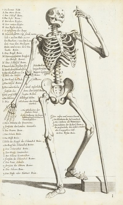 Estudo Anatômico do Esqueleto Humano por Carlo Cesi de Carlo Cesi