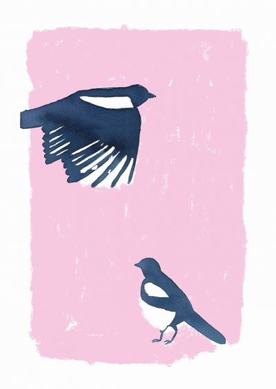 Magpies do Céu Rosa de Carola Cedell