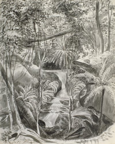 Estudo da selva, século XIX de Caroline Louisa Meredith