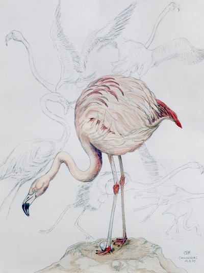 Flamingo (lápis e wc no papel) de Carolyn Hubbard Ford