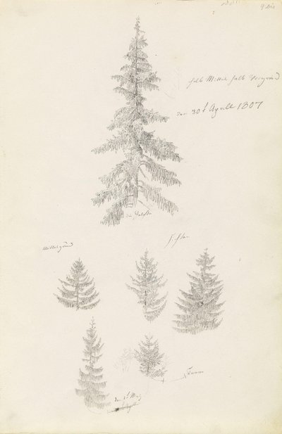 Seis estudos de abetos e pinheiros de Caspar David Friedrich