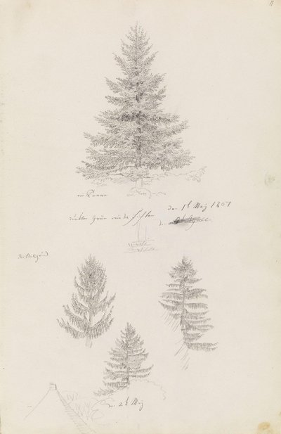 Abeto e três estudos de abeto de Caspar David Friedrich