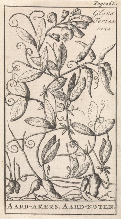 oleiro Gloss Terrestris / Terra-cerejas, Aard-nuts (título no objeto) de Caspar Luyken