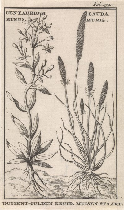 Centaury e cauda de rato Centaurium Menos. Cauda Muris Duisent-Guilder Herb. Cauda do mouse (título no objeto) de Caspar Luyken