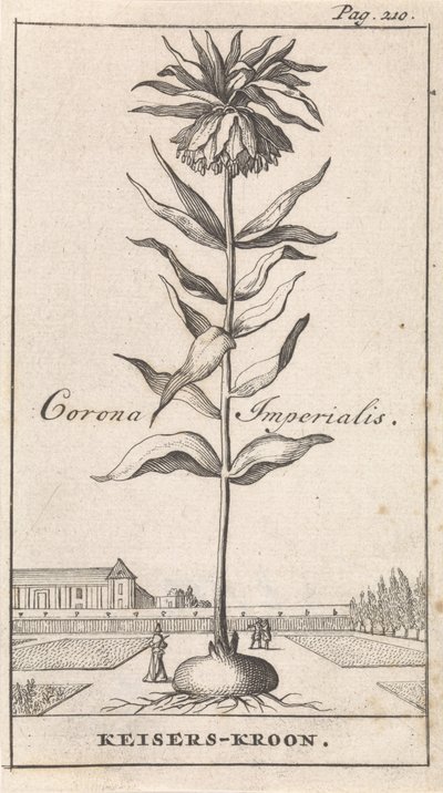coroa imperial Corona Imperialis / Coroa Imperial (título no objeto) de Caspar Luyken