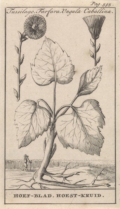 Coltsfoot com erva para tosse Tussilago, Farfara, Ungula Caballina / Hoof Leaf, Cough Herb (título no objeto) de Caspar Luyken