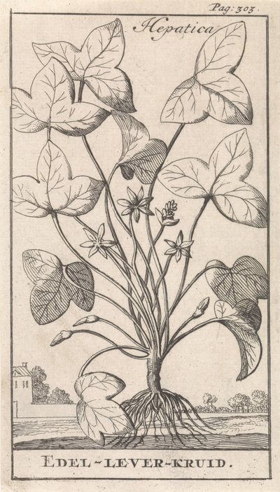 erva de fígado Hepetica / Noble-Liver-Herb (título no objeto) de Caspar Luyken