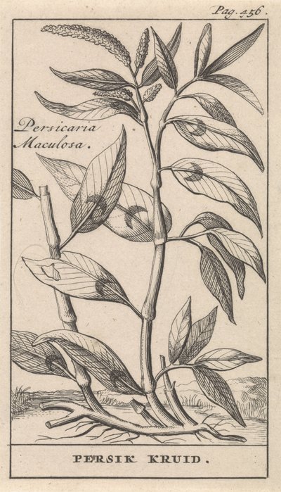 tempero de pêssego Persicaria Maculosa / Persik Herb (título no objeto) de Caspar Luyken