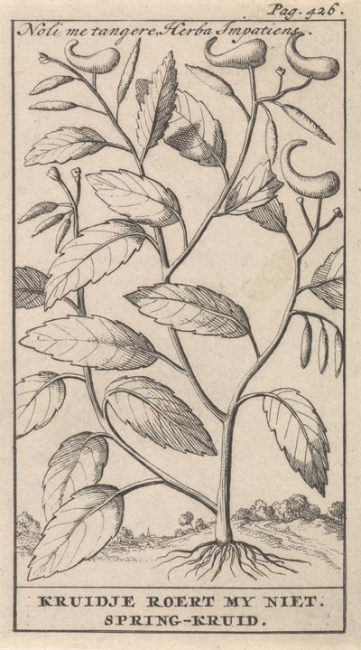 erva de primavera Noli me tangere, Herba Impatiens / Kruidje não me comove. Erva de primavera (título no objeto) de Caspar Luyken