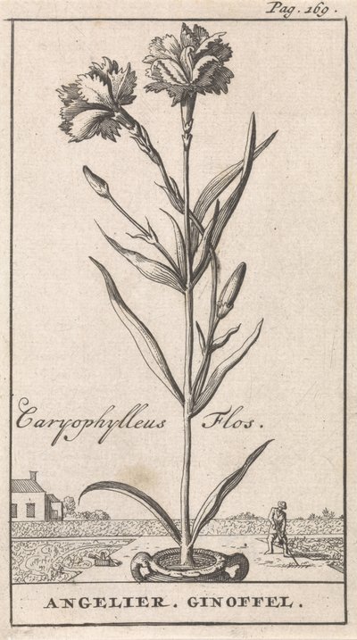Folha de rosto e oito gravuras com flores Anjelier Caryophylleus Flos / Angelier. Ginoffel (título no objeto) de Caspar Luyken
