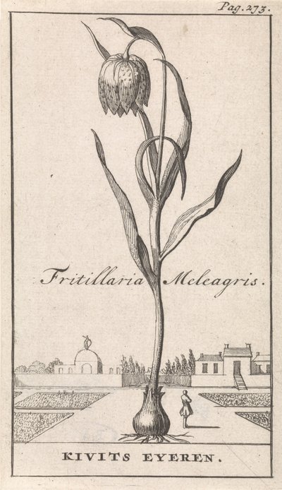 Folha de rosto e oito gravuras com flores Kievitsbloem Fritillaria Meleagris / Kivits Eyeren (título no objeto) de Caspar Luyken