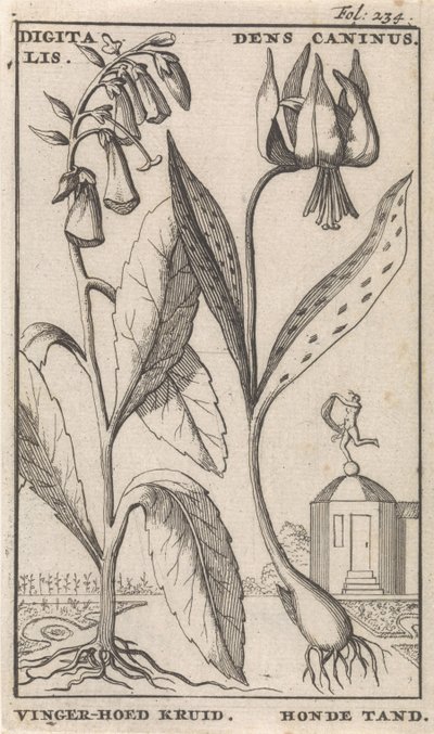 Página de Título e Oito Estampas com Flores
Luva Foxglove e suporte de cão
Digitalis. Dens Caninus / Erva de chapéu de dedo. Dente de cão (título sobre o objecto) de Caspar Luyken
