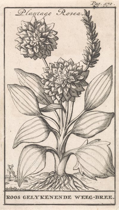Folha de rosto e oito gravuras com flores Weegbree Plantago Rosea / Roos gelykenende Weeg-bree (título no objeto) de Caspar Luyken