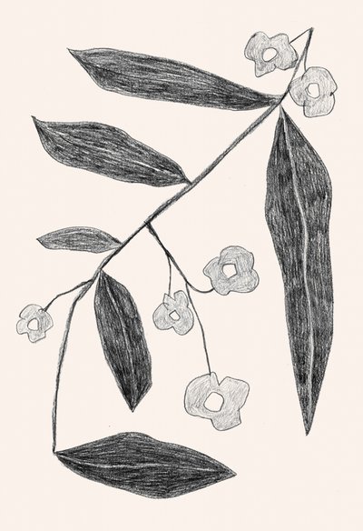 Desenho de um ramo botânico de Catalina Somolinos