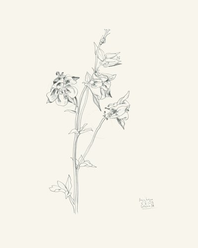 Esboço da flor de columbina de Catalina Somolinos