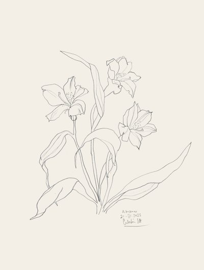 Desenhos florais elegantes de Catalina Somolinos
