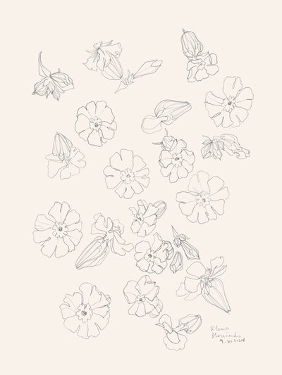Desenhos elegantes de flores de Catalina Somolinos