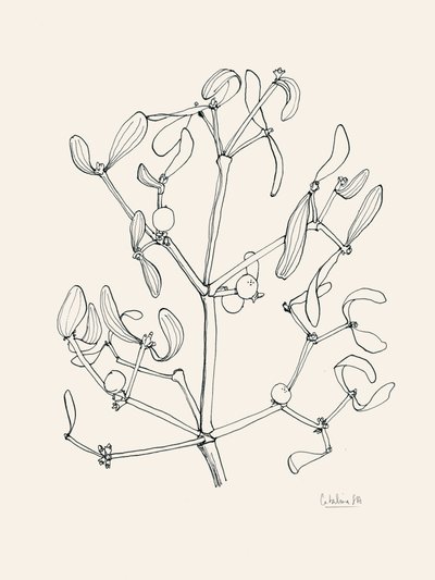Desenho a linha de visco natalício de Catalina Somolinos