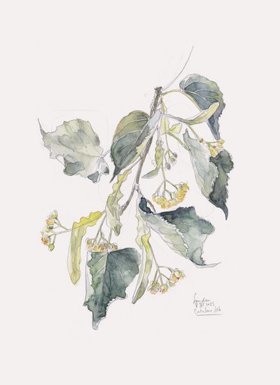 Aquarela da Filial de Linden de Catalina Somolinos
