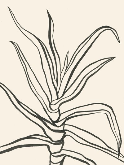 Esboço minimalista de uma planta de Catalina Somolinos