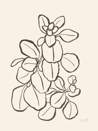 Desenho de folhas orgânicas de Catalina Somolinos
