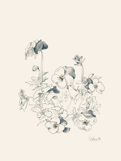 Esboço botânico de uma violeta de Catalina Somolinos