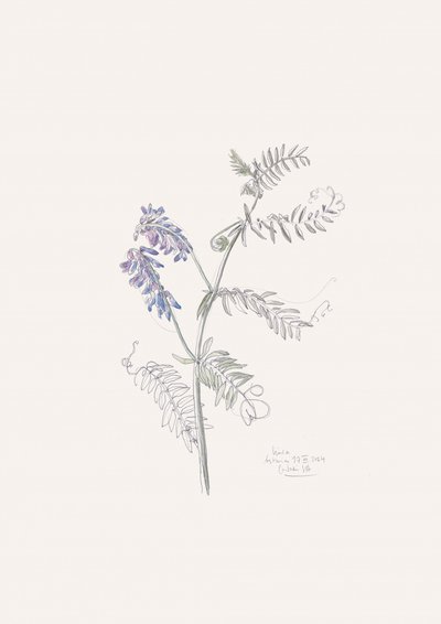 Desenho da ervilhaca-roxa de Catalina Somolinos