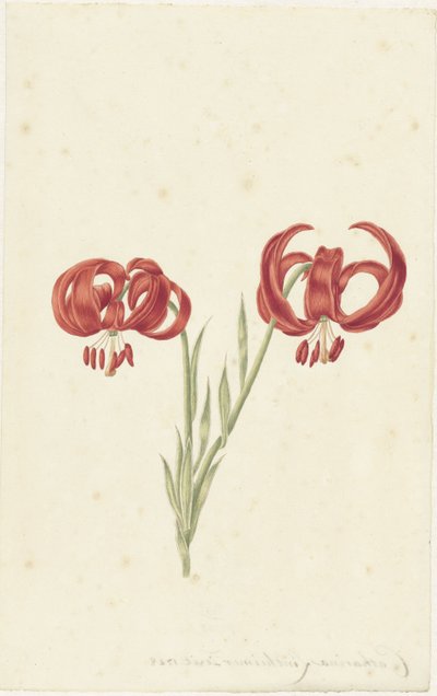 Lírio Vermelho de Catharina Lintheimer